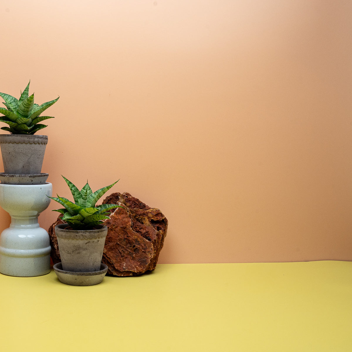 Sansevieria Gojo Größe XS, kleine Sansevieria für Fensterbank und Regal