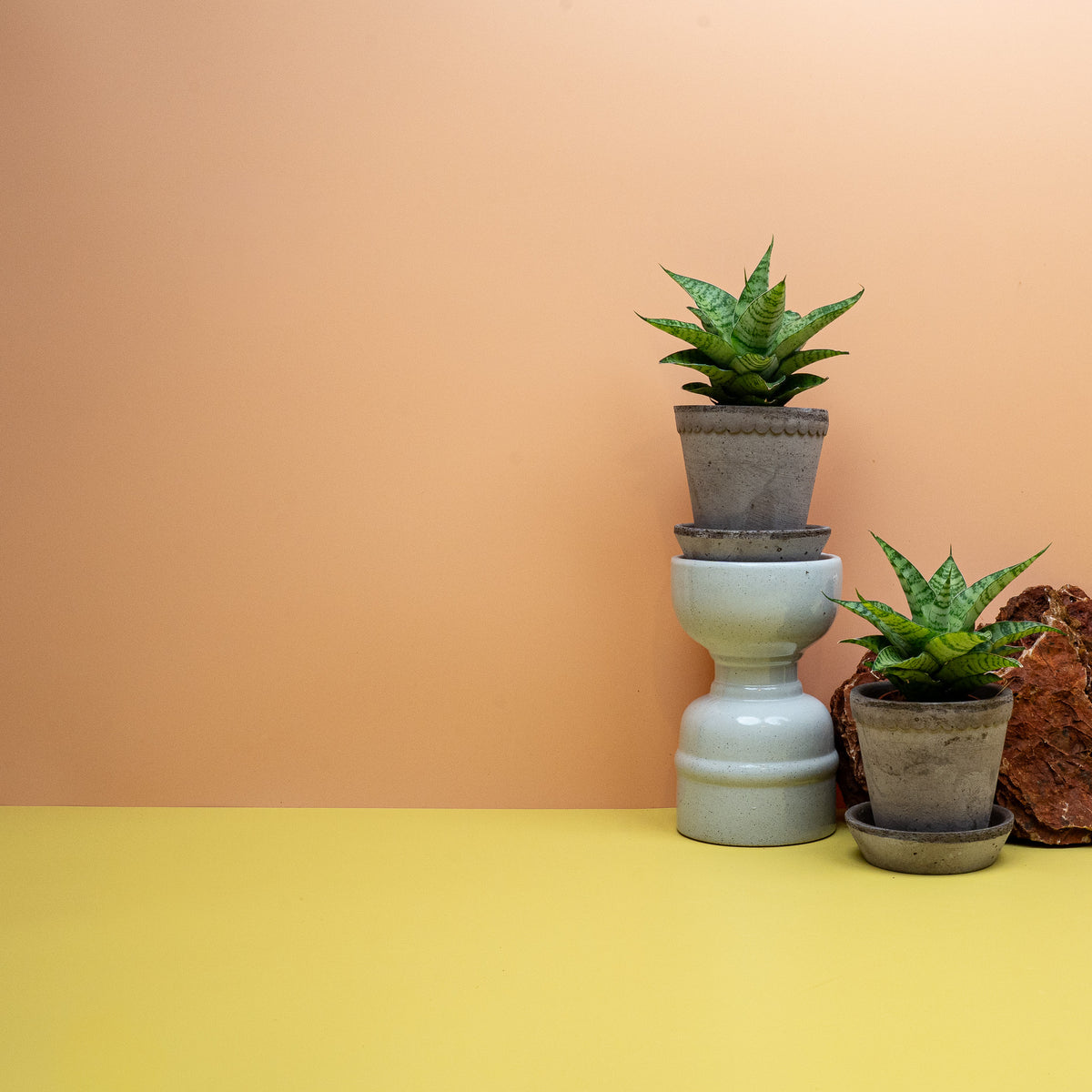 Dracaena Gojo, niedrige Rosette aus breit-lanzettlichen Blättern