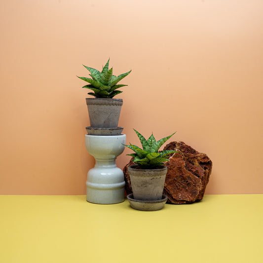 Sansevieria Gojo, kompakte Bogenhanf-Hybride mit gewellten Blättern – potflourri
