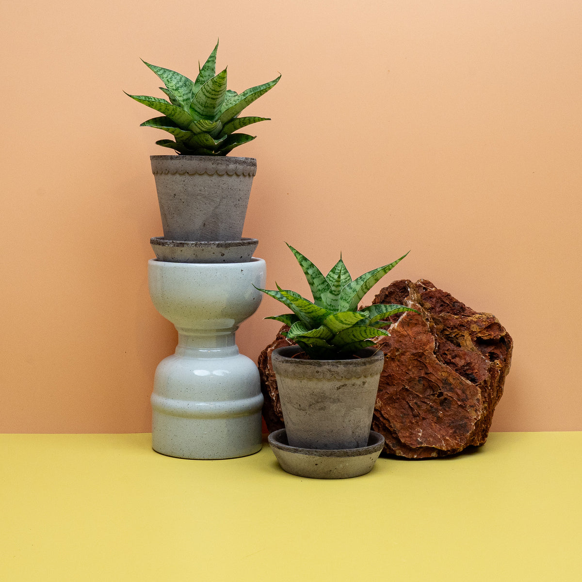 Sansevieria Gojo mit marmoriert gebänderten, grünen Blättern