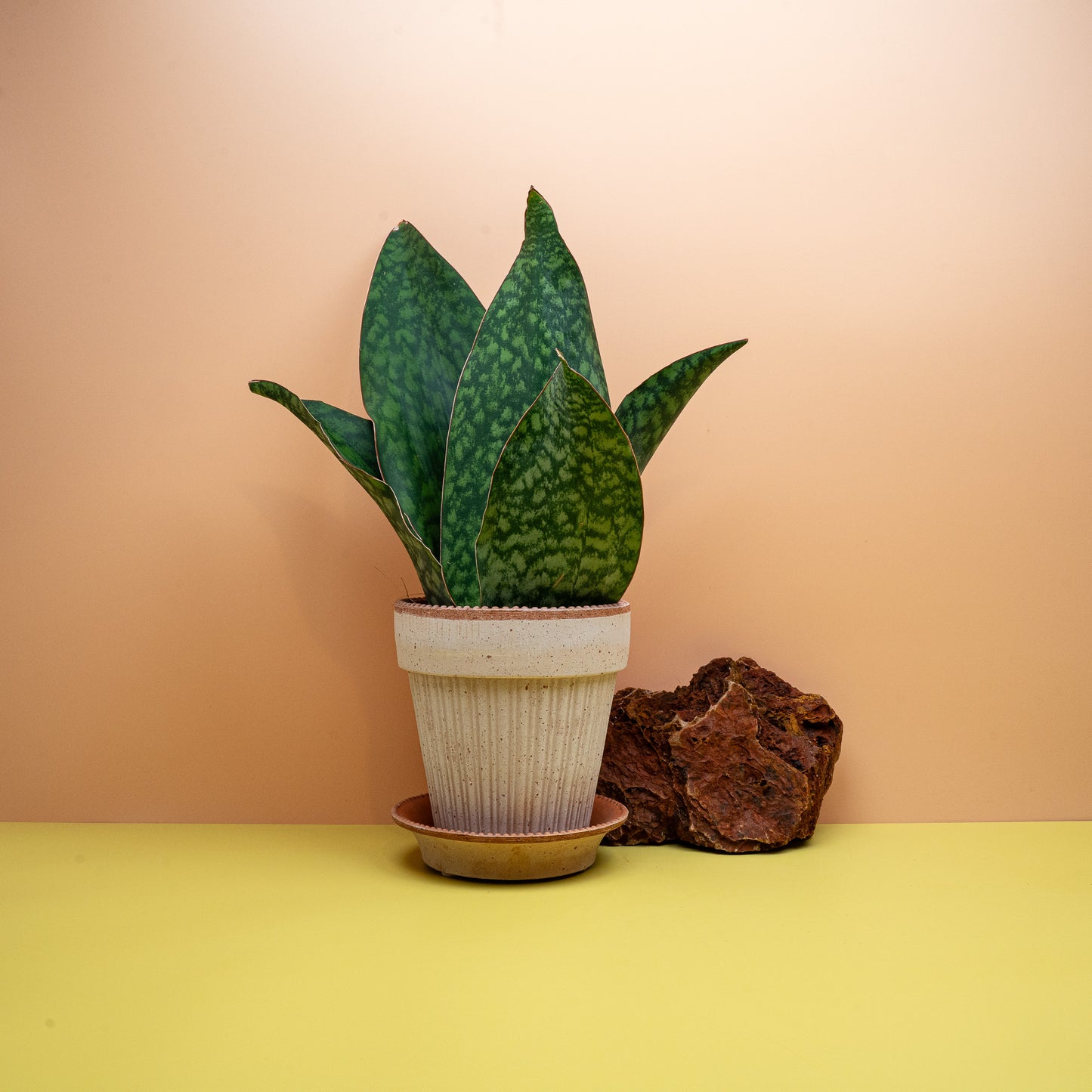 Sansevieria Grandis Crown, breite Blätter in niedriger Rosette – potflourri