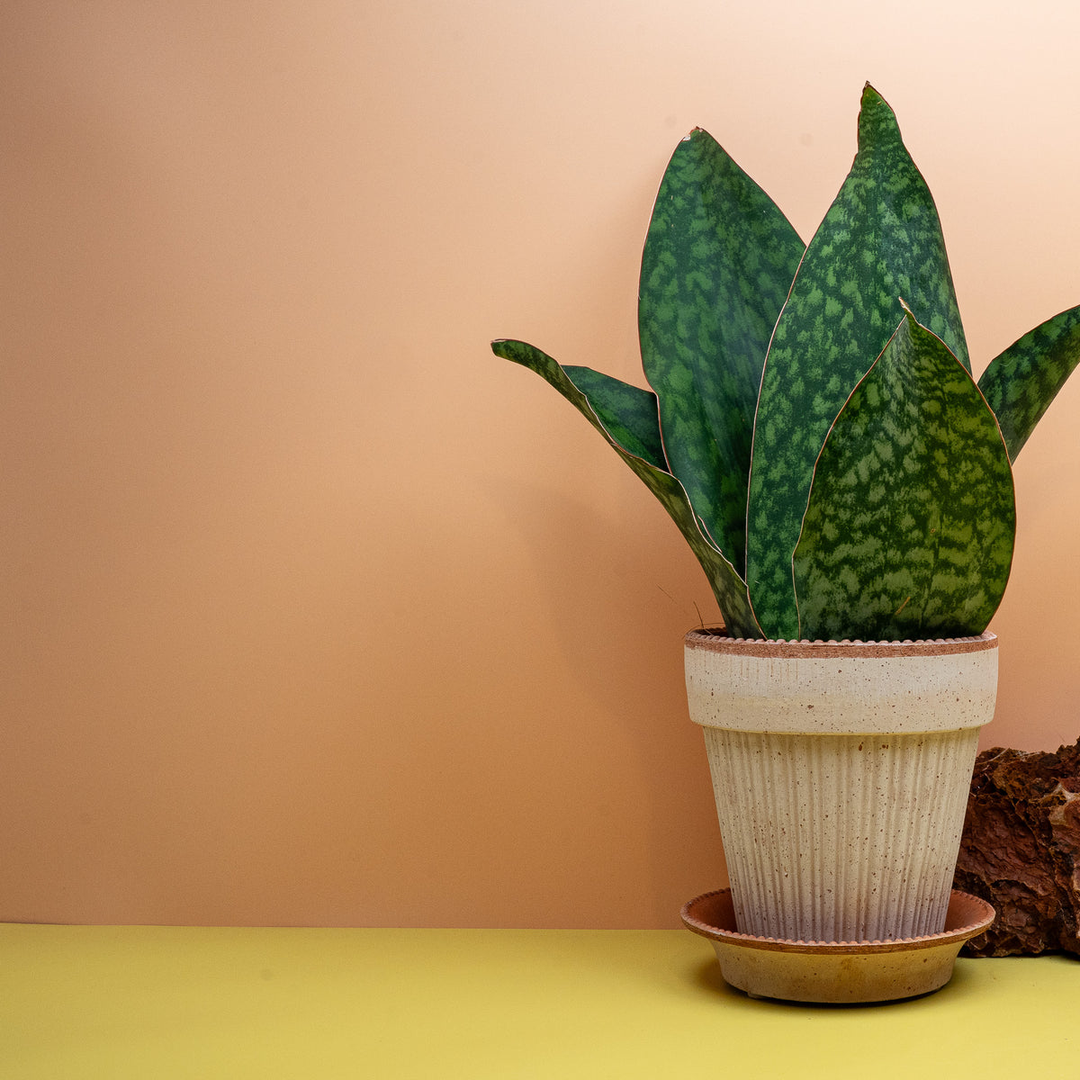 Sansevieria Grandis Crown mit hellgrüner Querbänderung auf dunklem Blatt