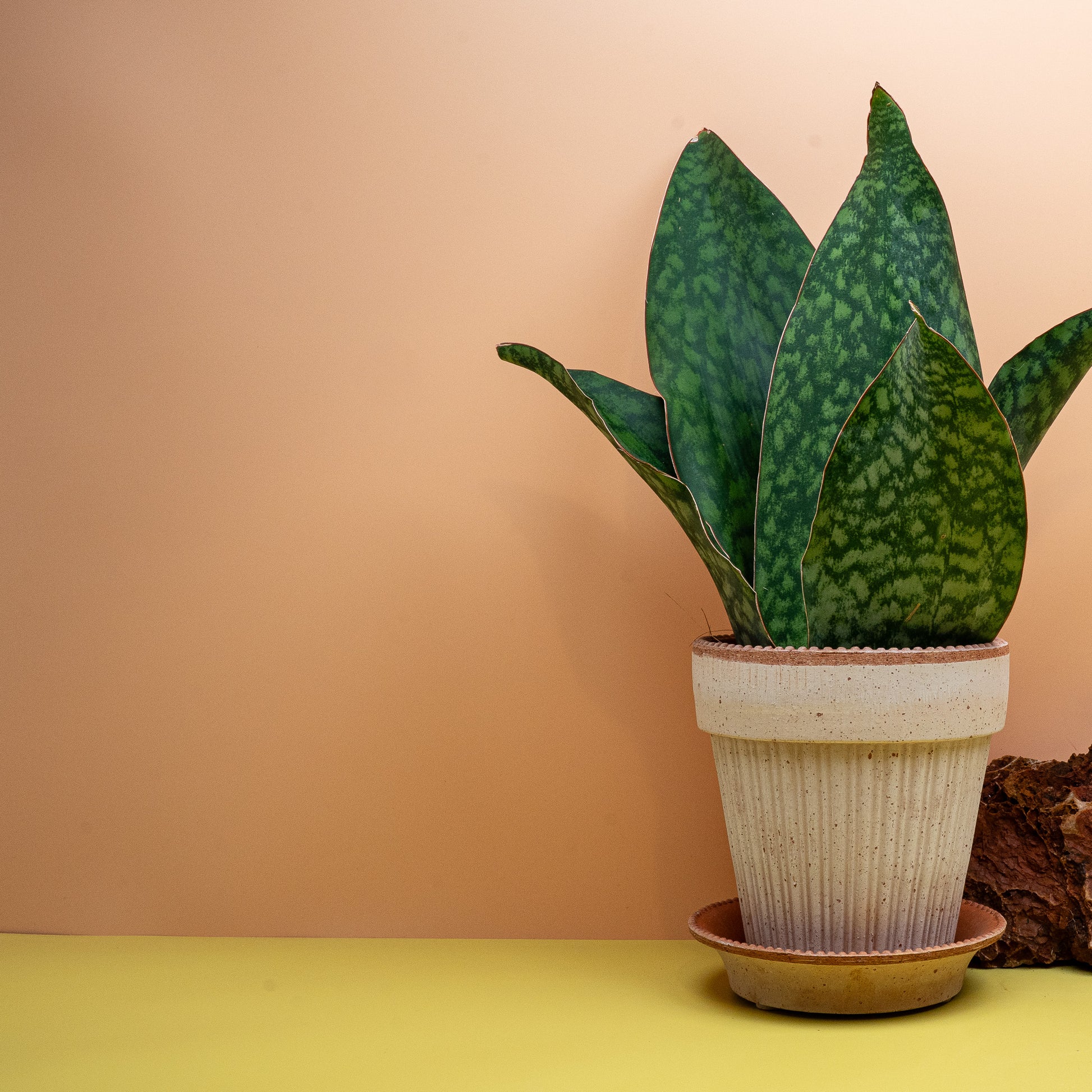 Sansevieria Grandis Crown mit hellgrüner Querbänderung auf dunklem Blatt