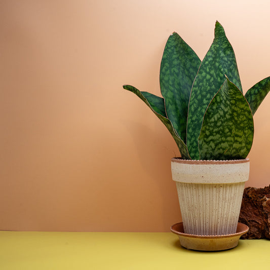 Sansevieria Grandis Crown, breite Blätter in niedriger Rosette – potflourri