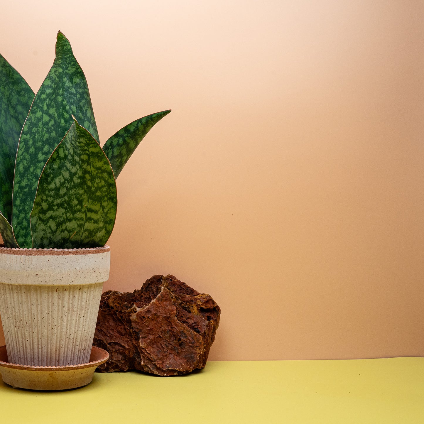 Sansevieria Grandis Crown, kronenartiger Wuchs im 14-cm-Topf