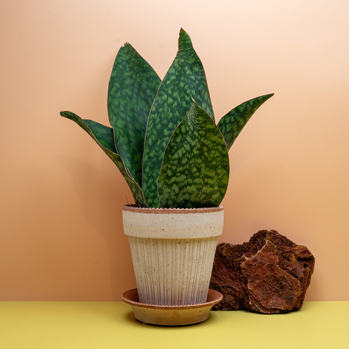 Sansevieria Grandis Crown, breitblättriger Bogenhanf für helle bis halbschattige Plätze