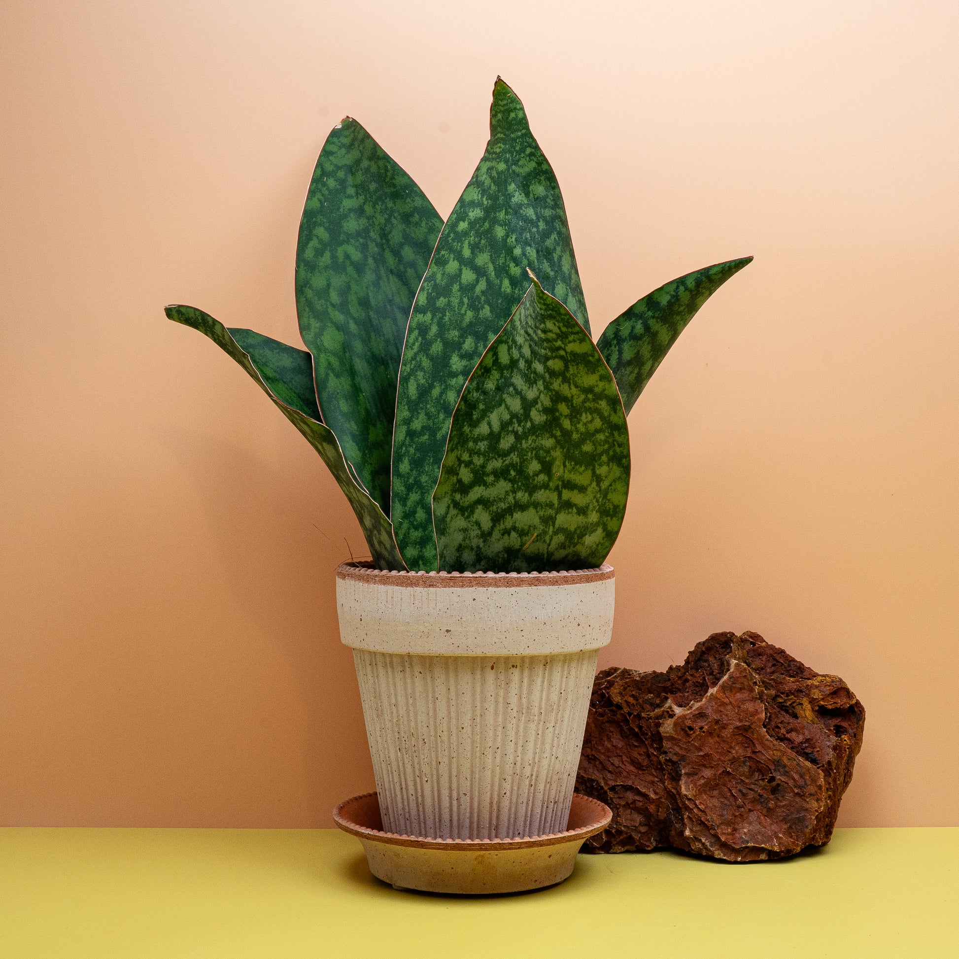 Sansevieria Grandis Crown, breitblättriger Bogenhanf für helle bis halbschattige Plätze