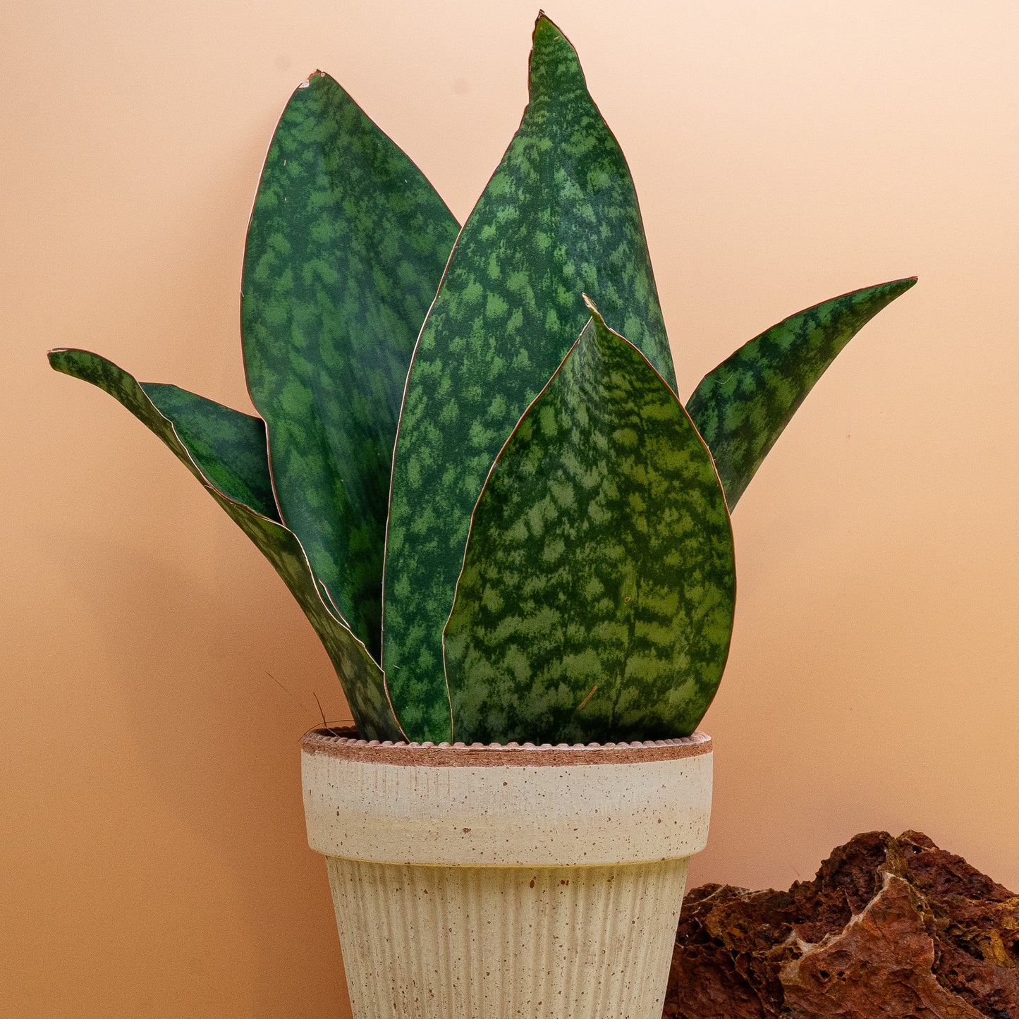 Sansevieria Grandis Crown, Rosettenform der Sansevieria grandis