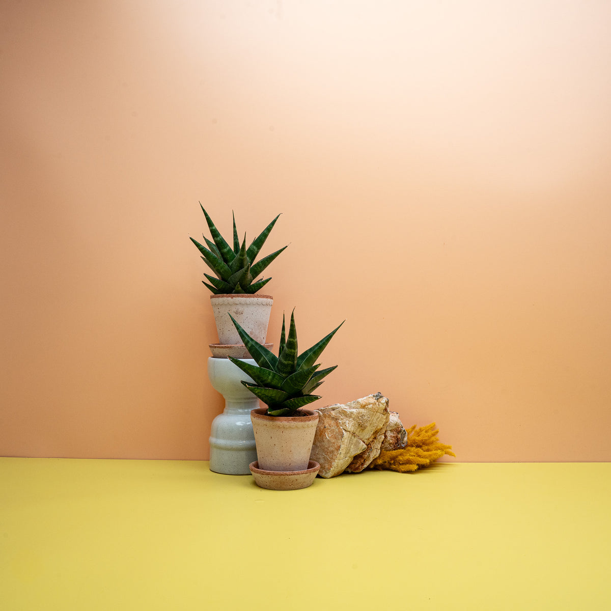 Sansevieria Kabato mit schmalen, spitzen, quer gebänderten Blättern
