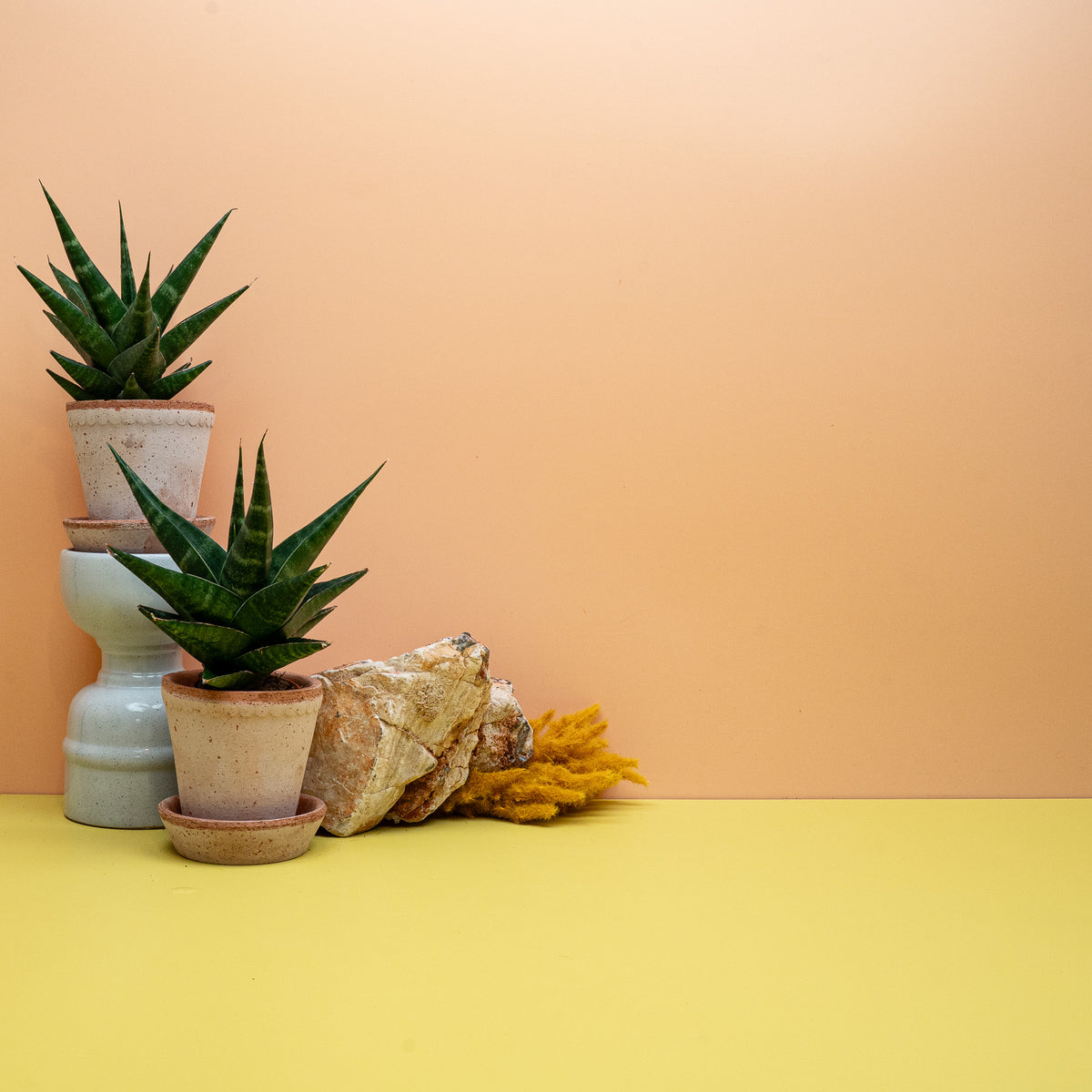 Sansevieria Kabato im 6-cm-Topf, pflegeleichte Zimmerpflanze – potflourri