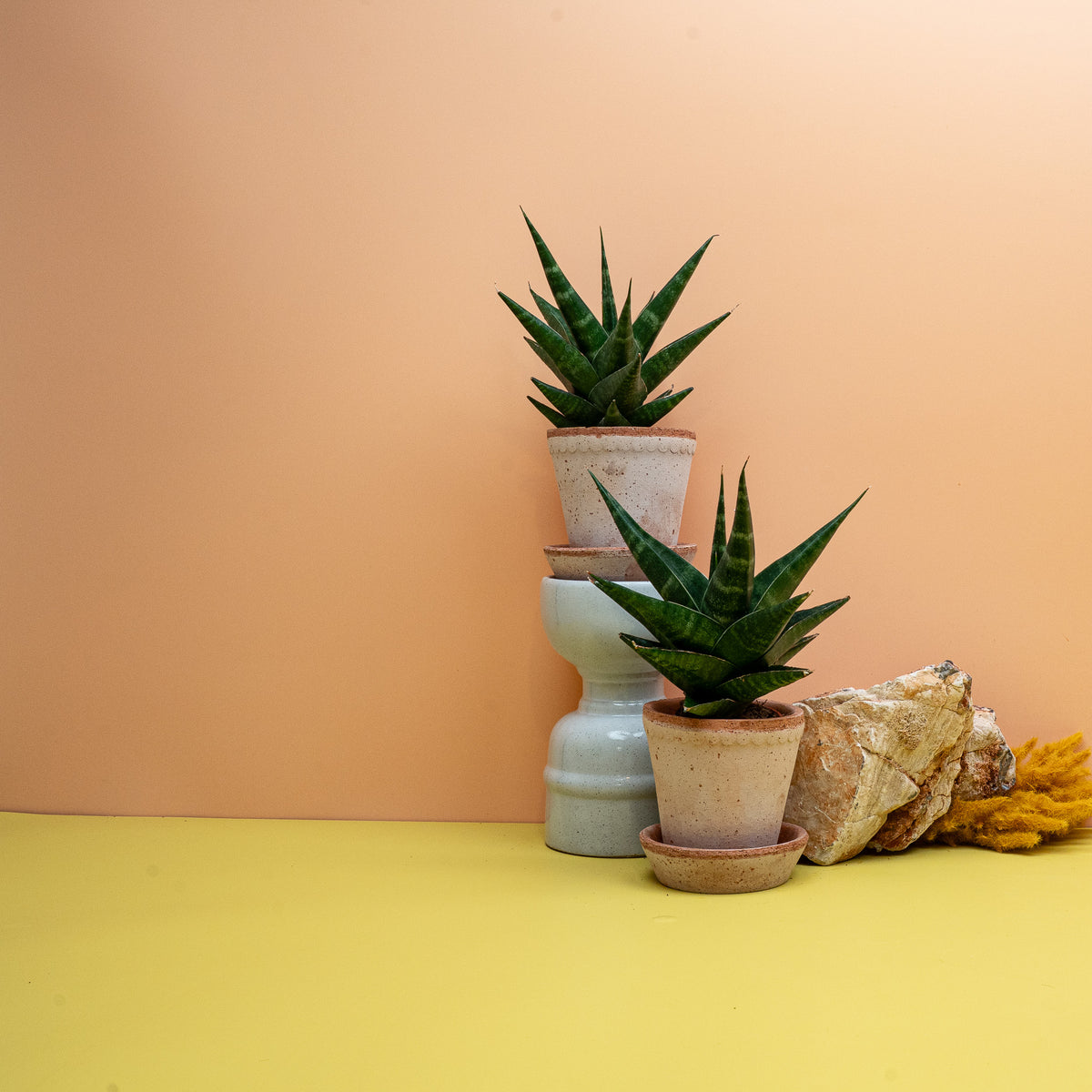 Dracaena Kabato, aufrechte Rosette aus dunkelgrünen Blättern