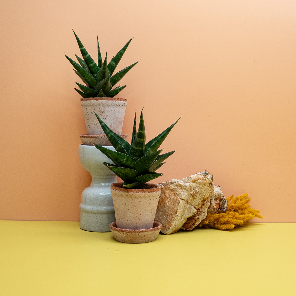 Sansevieria Kabato, kleiner Bogenhanf mit sternförmiger Rosette – potflourri