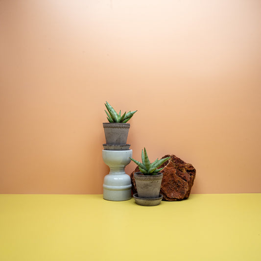 Sansevieria Silver Crown mit silbergrünen, aufrechten Blättern – potflourri