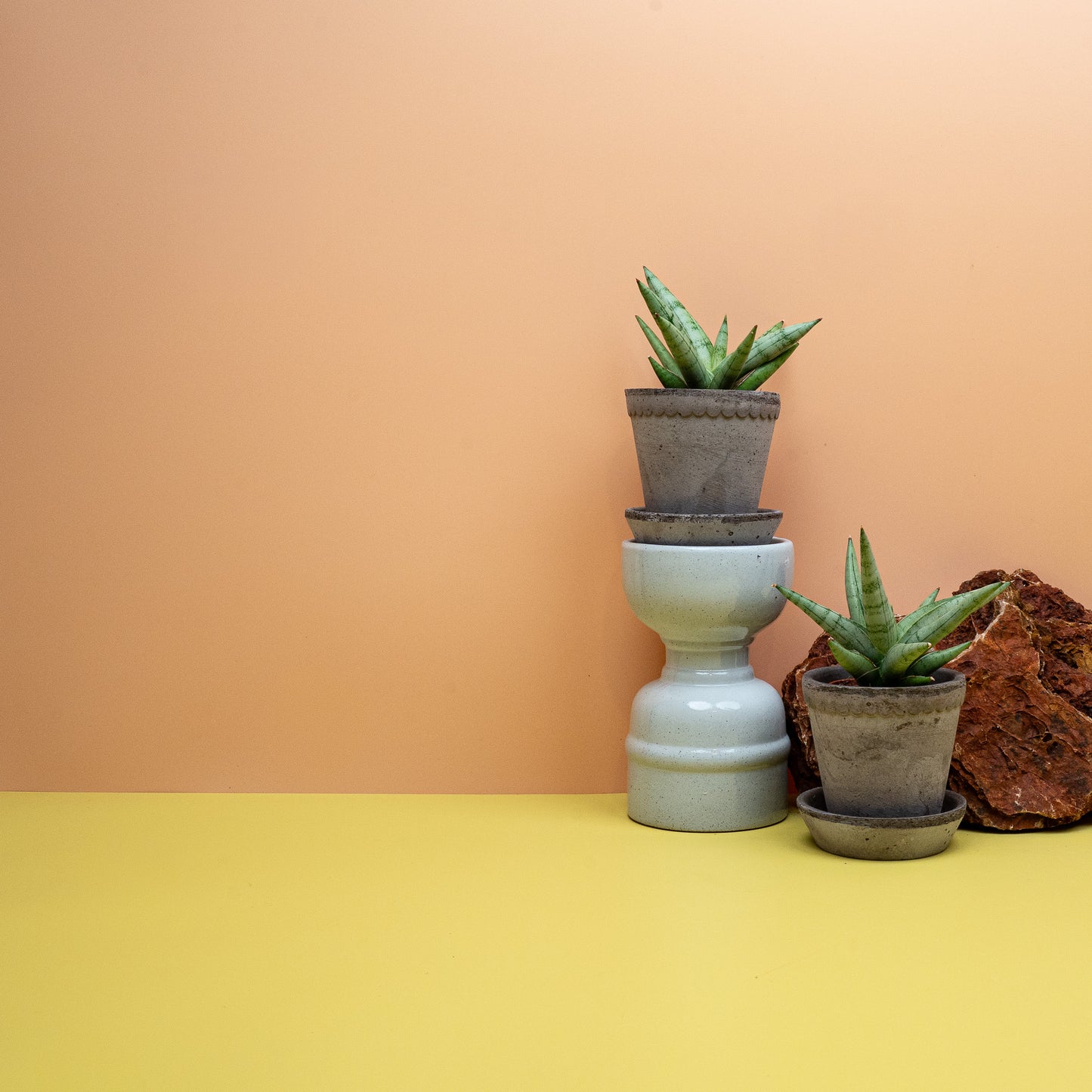 Sansevieria Silver Crown, kompakte Rosette im Kulturtopf – potflourri