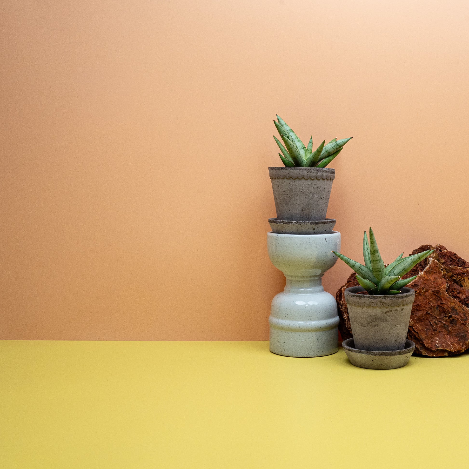 Sansevieria Silver Crown, kompakte Rosette im Kulturtopf – potflourri