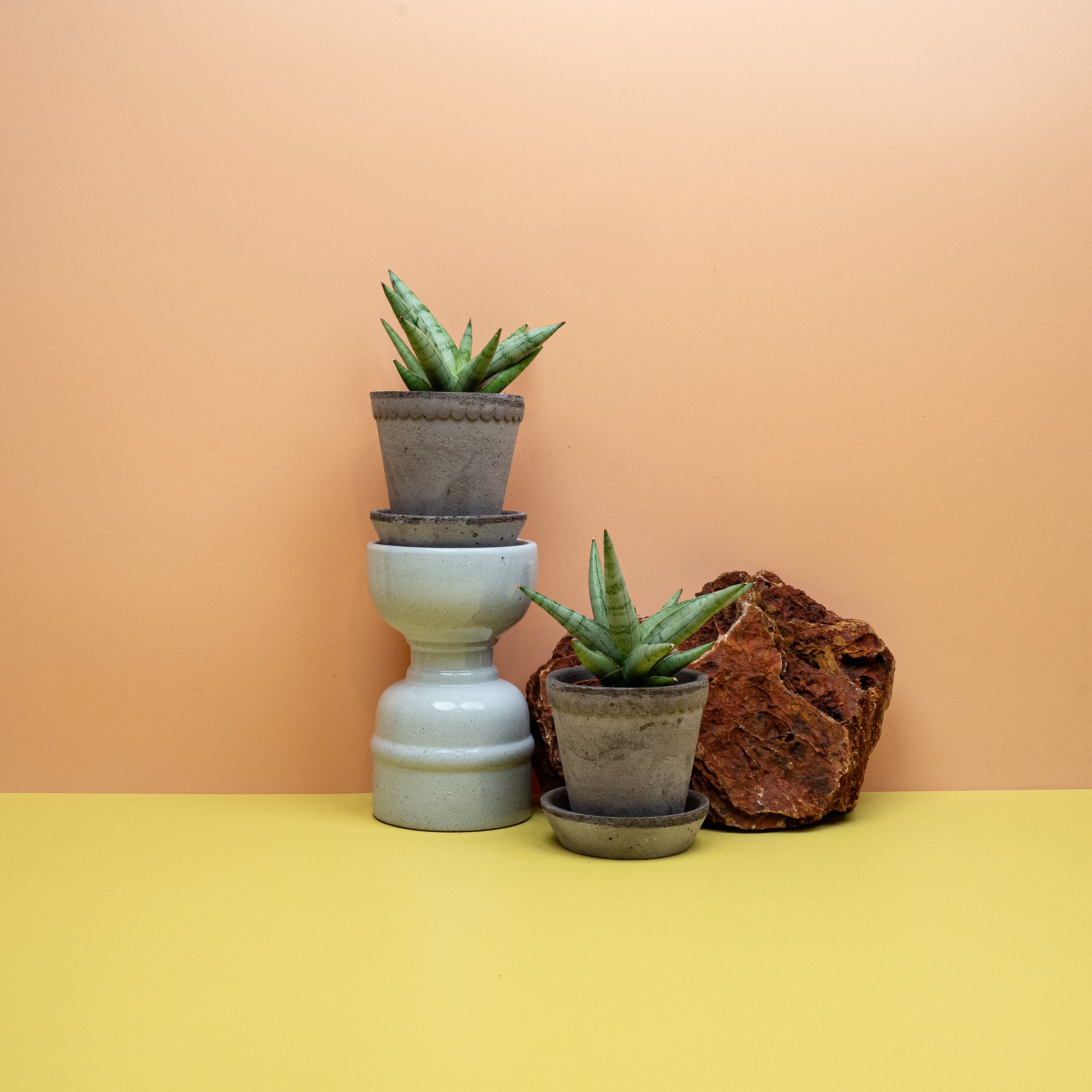 Sansevieria Silver Crown mit silbergrünen, aufrechten Blättern – potflourri