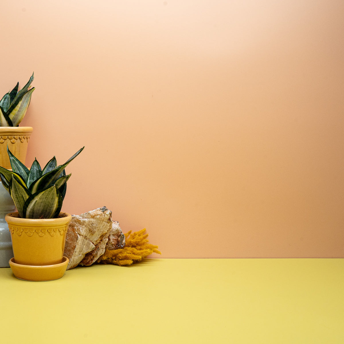 Sansevieria Silver Zebra Hahnii im 9-cm-Topf, pflegeleichte Zimmerpflanze – potflourri
