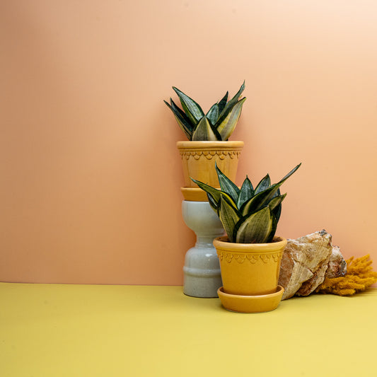 Sansevieria Silver Zebra Hahnii, kompakter Zwerg-Bogenhanf mit silbrigen Querbändern – potflourri