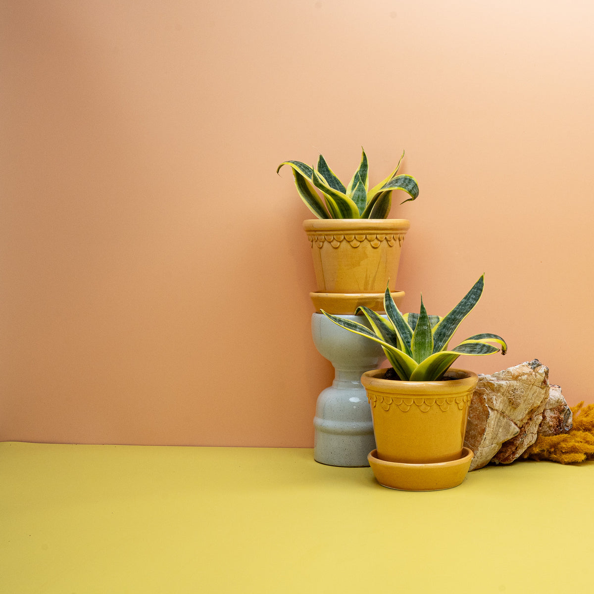 Sansevieria Sun Hahnii im 9-cm-Topf, pflegeleichte Zimmerpflanze – potflourri