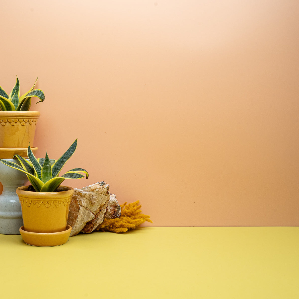 Dracaena trifasciata Sun Hahnii, dickfleischige gelbgrüne Blätter
