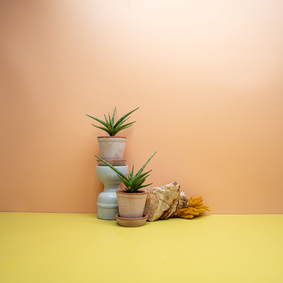 Sansevieria Tom Gracilis im 6-cm-Topf, pflegeleichte Zimmerpflanze – potflourri