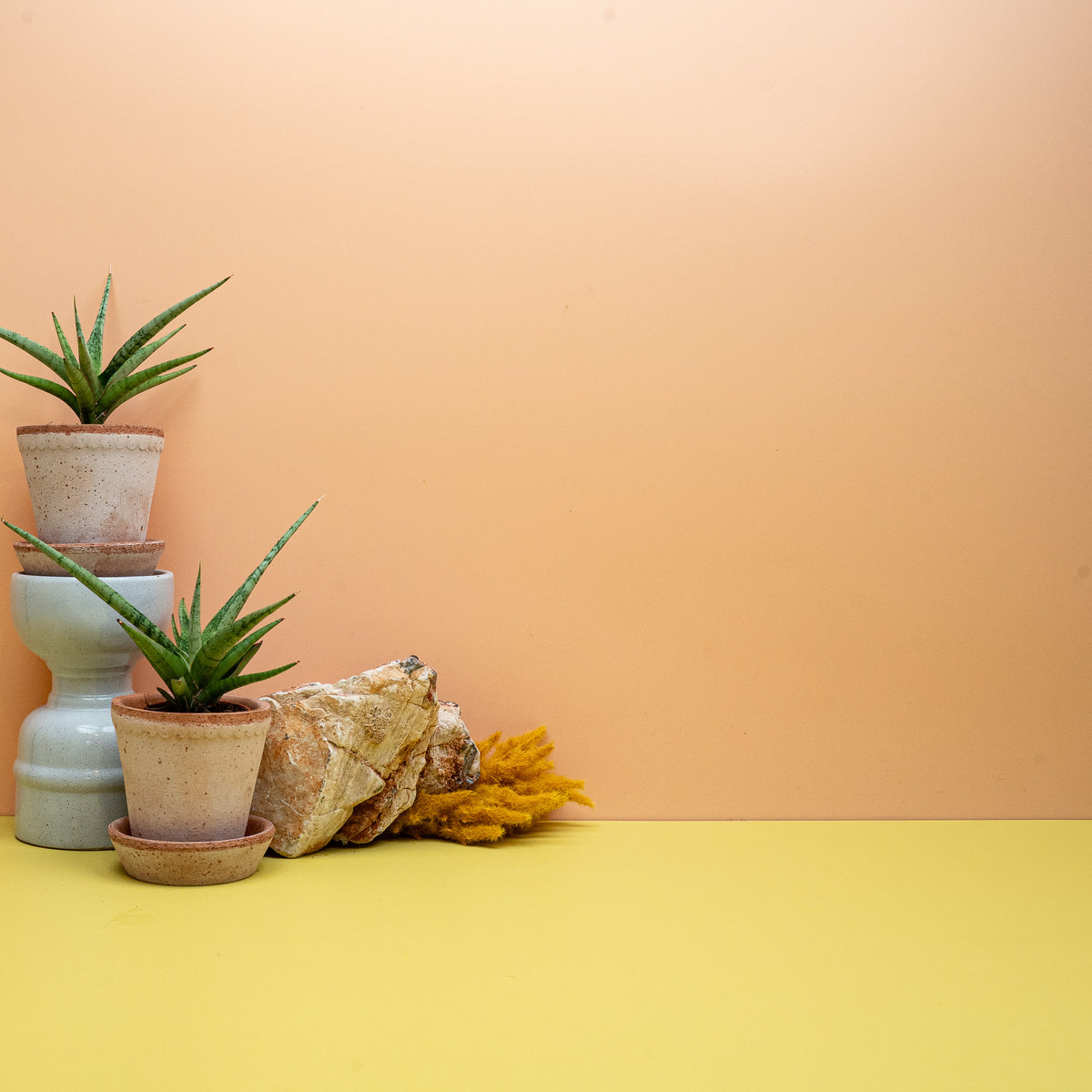 Sansevieria Tom Gracilis Größe XS, schmalblättrige Sansevieria
