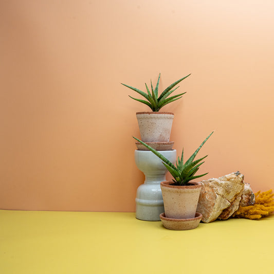 Sansevieria Tom Gracilis, zierlicher Bogenhanf mit schmalen Blättern – potflourri