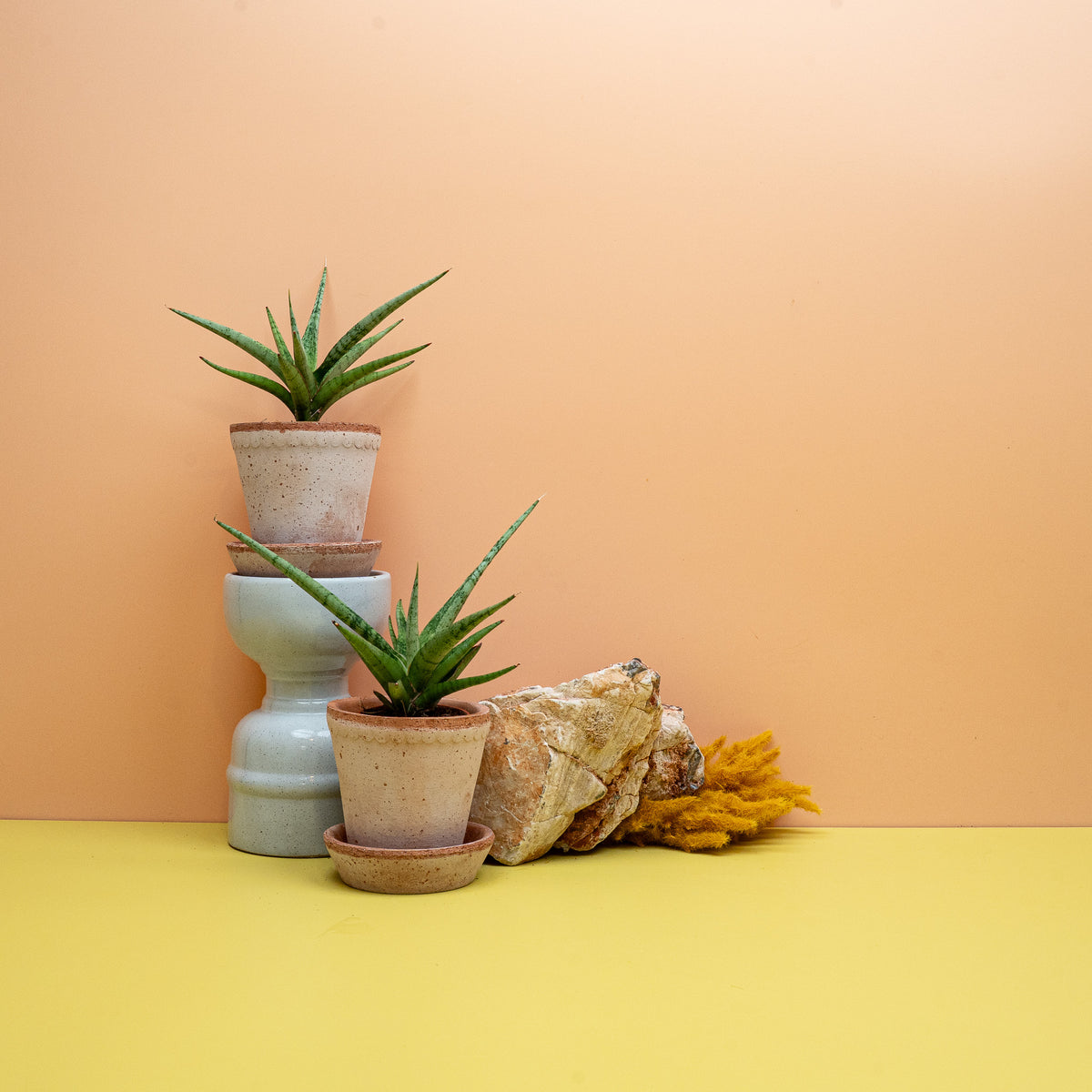 Dracaena Tom Gracilis, lockere sternförmige Rosette