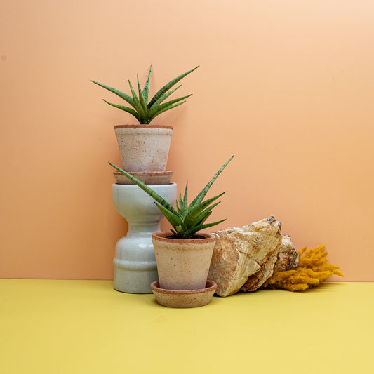Sansevieria Tom Gracilis, zierlicher Bogenhanf mit schmalen Blättern – potflourri