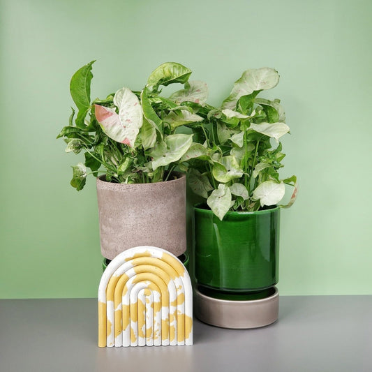 SYNGONIUM MILK CONFETTI online bestellen bei potflourri