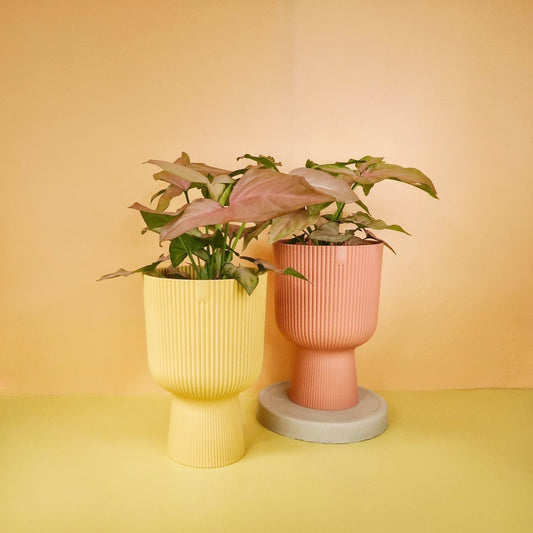 SYNGONIUM PINK SPLASH online bestellen bei potflourri