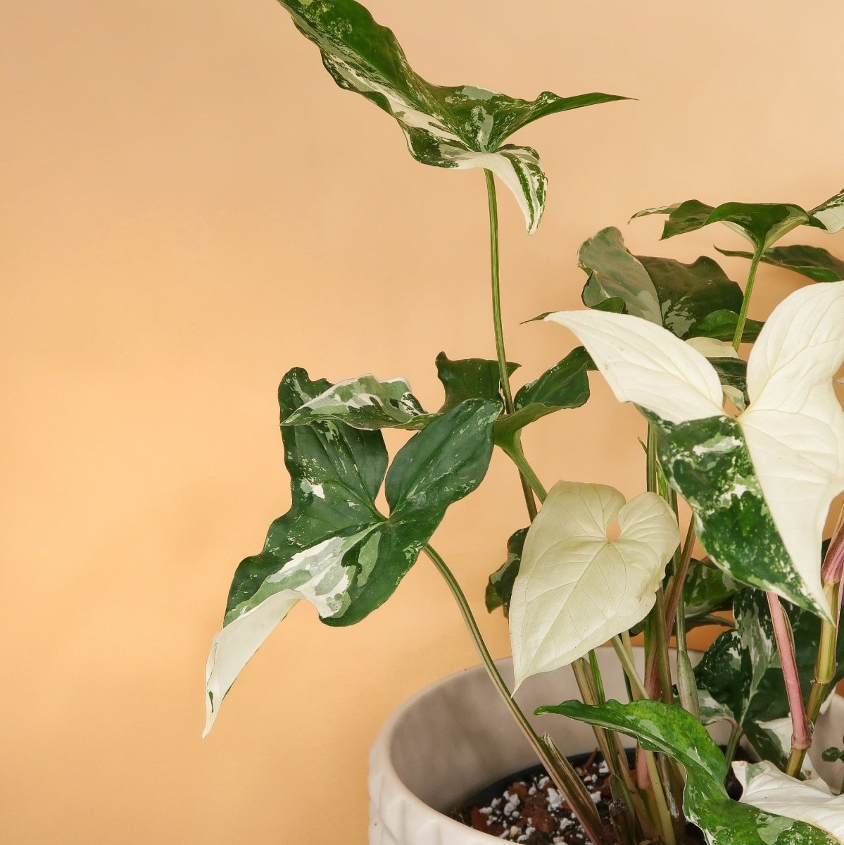 SYNGONIUM PODOPHYLLUM VARIEGATA online bestellen bei potflourri