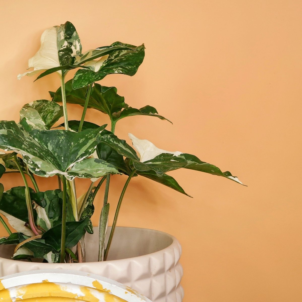 SYNGONIUM PODOPHYLLUM VARIEGATA online bestellen bei potflourri