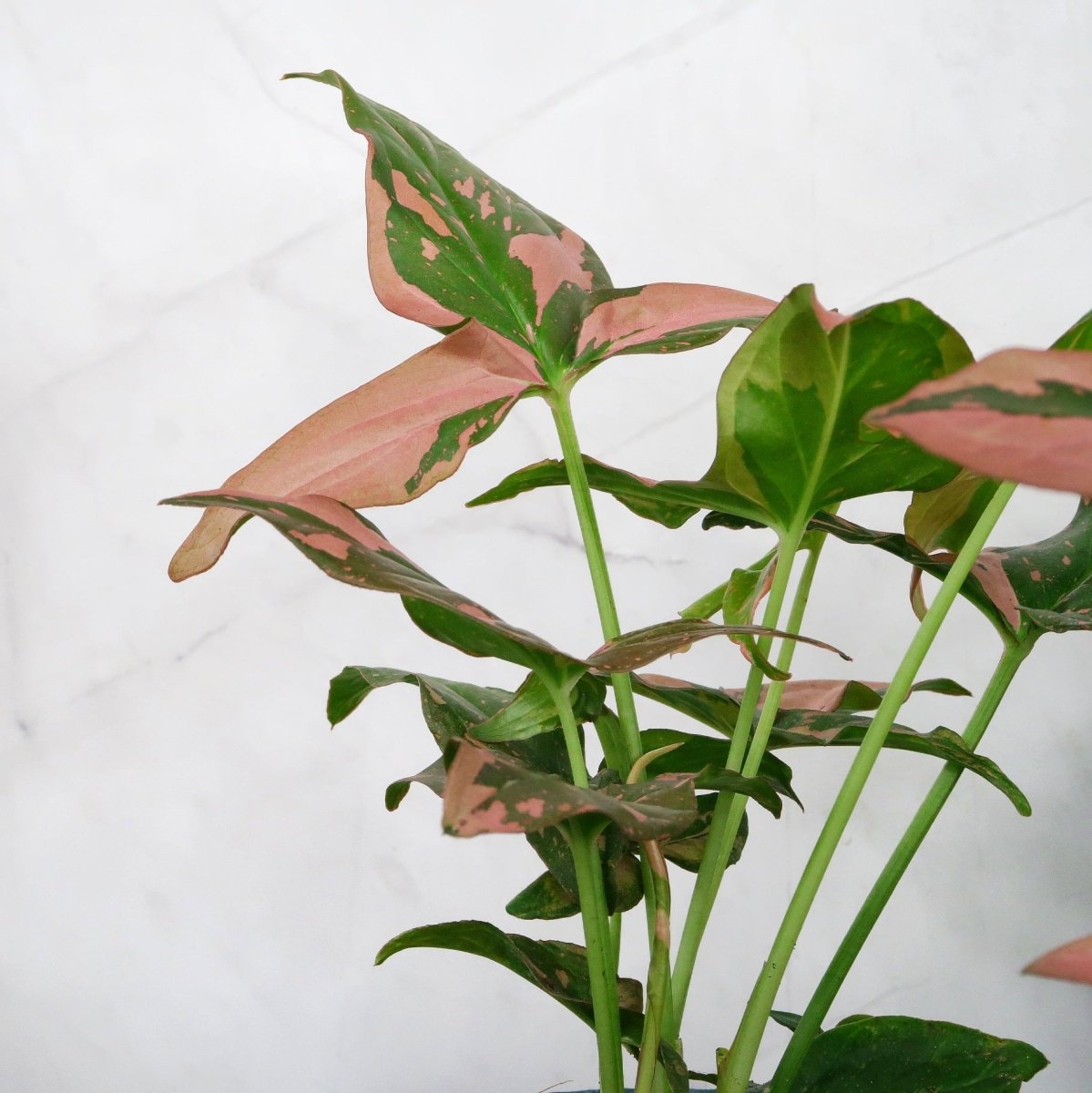 SYNGONIUM RED SPOT online bestellen bei potflourri