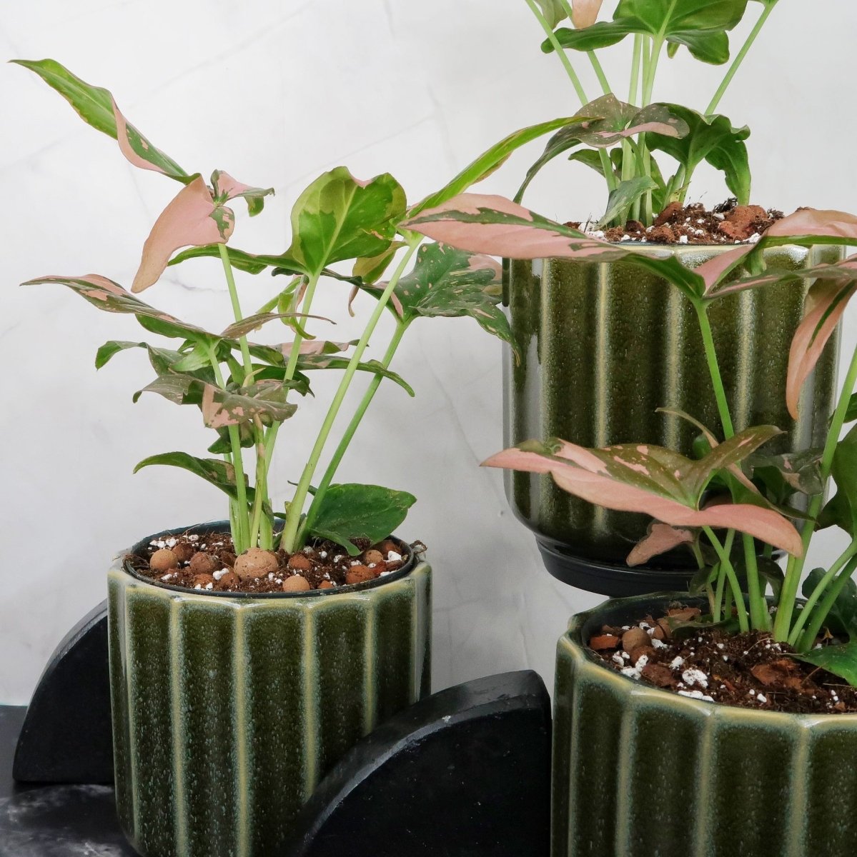 SYNGONIUM RED SPOT online bestellen bei potflourri