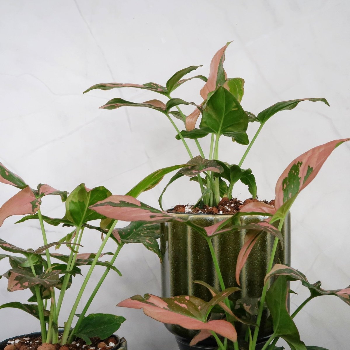 SYNGONIUM RED SPOT online bestellen bei potflourri