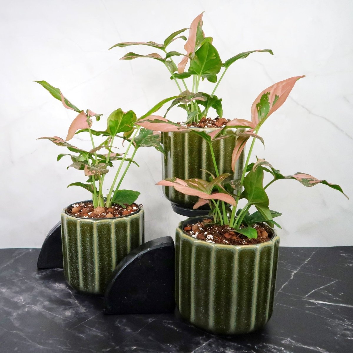 SYNGONIUM RED SPOT online bestellen bei potflourri