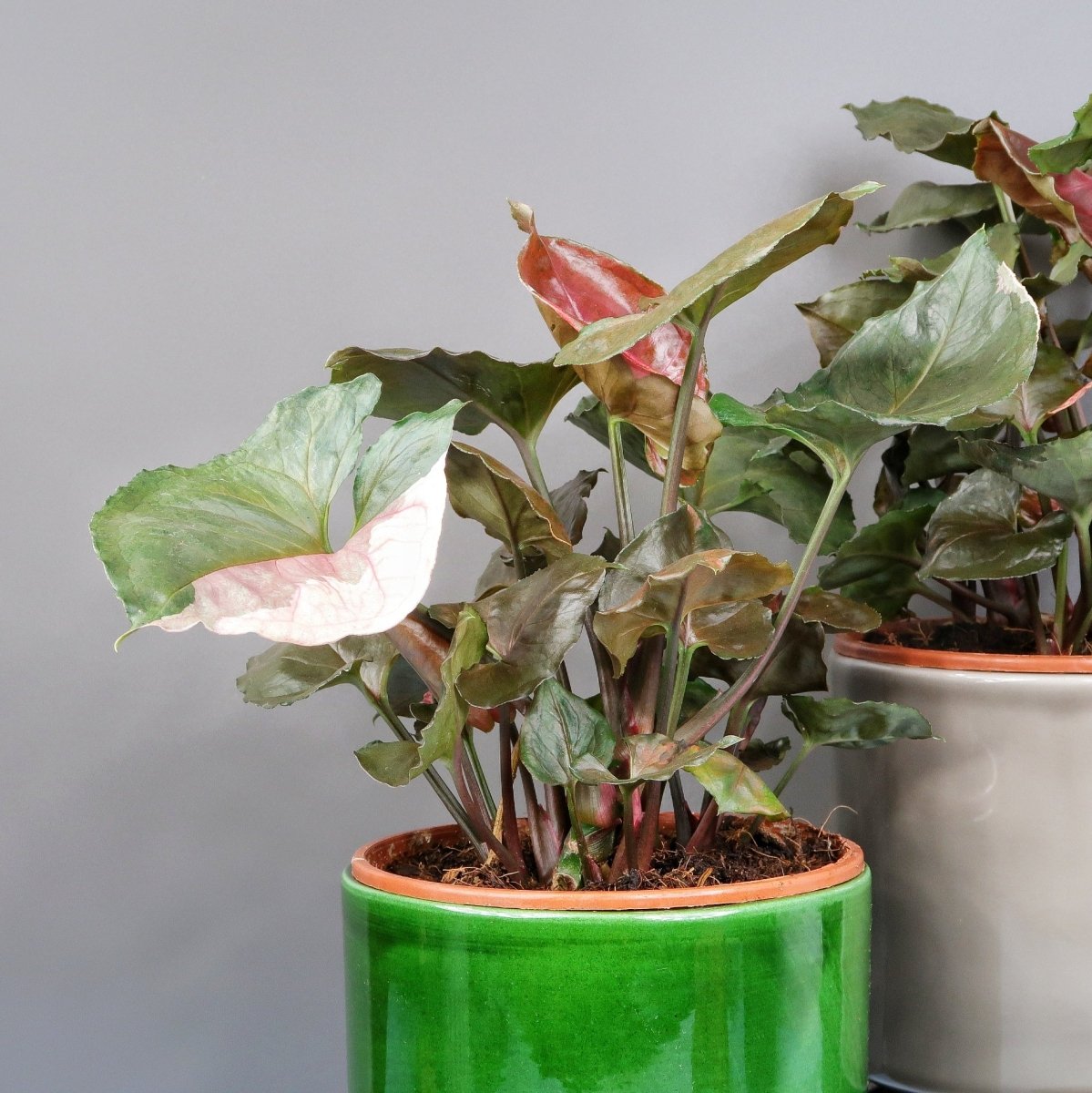 SYNGONIUM STRAWBERRY ICE online bestellen bei potflourri