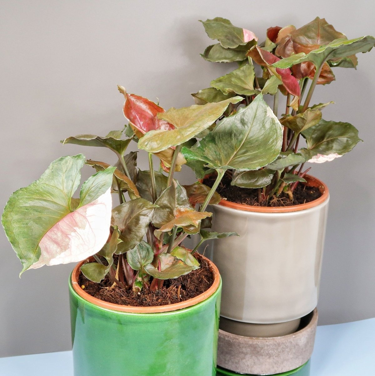 SYNGONIUM STRAWBERRY ICE online bestellen bei potflourri