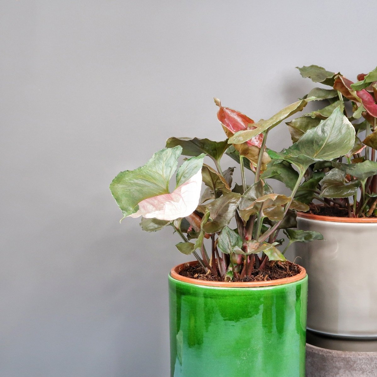 SYNGONIUM STRAWBERRY ICE online bestellen bei potflourri