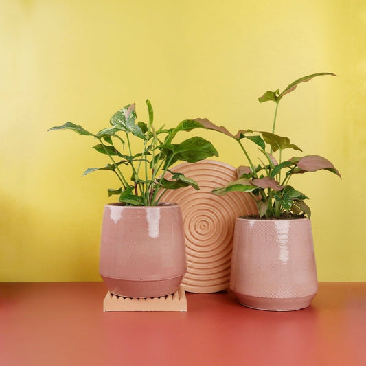 SYNGONIUM TRICOLOR online bestellen bei potflourri