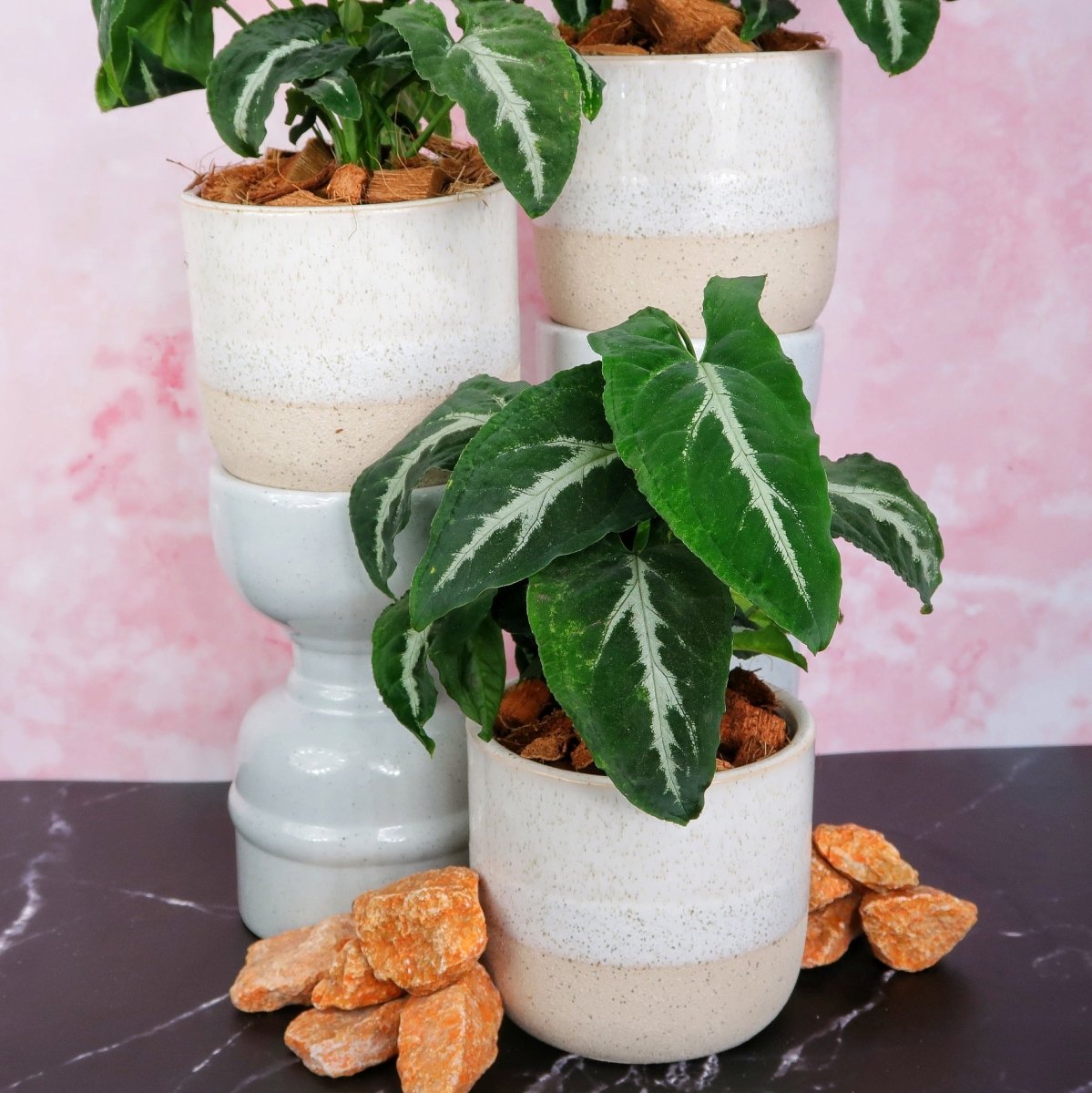 SYNGONIUM WENDLANDII online bestellen bei potflourri