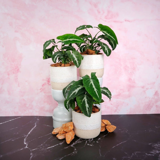 SYNGONIUM WENDLANDII online bestellen bei potflourri