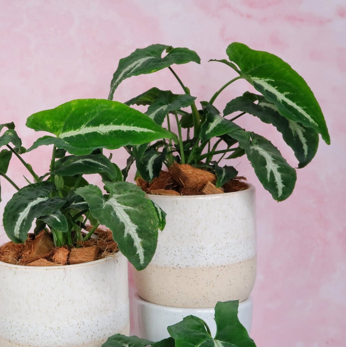 SYNGONIUM WENDLANDII online bestellen bei potflourri