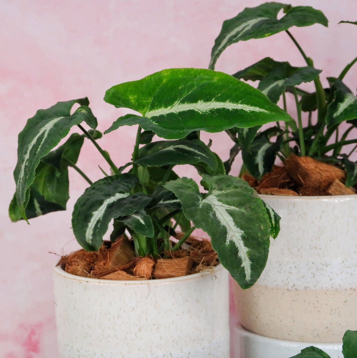 SYNGONIUM WENDLANDII online bestellen bei potflourri