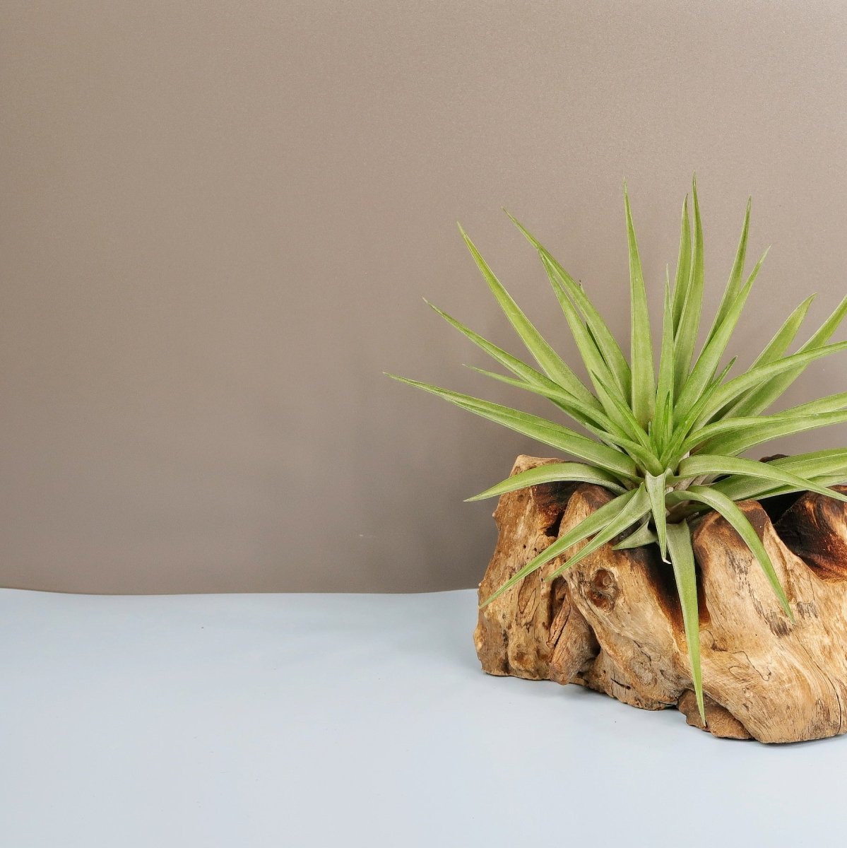 TILLANDSIA BRACHYCAULOS MULTIFLORAL online bestellen bei potflourri