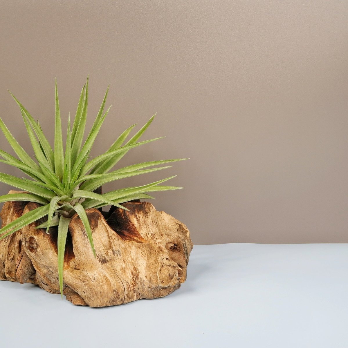 TILLANDSIA BRACHYCAULOS MULTIFLORAL online bestellen bei potflourri