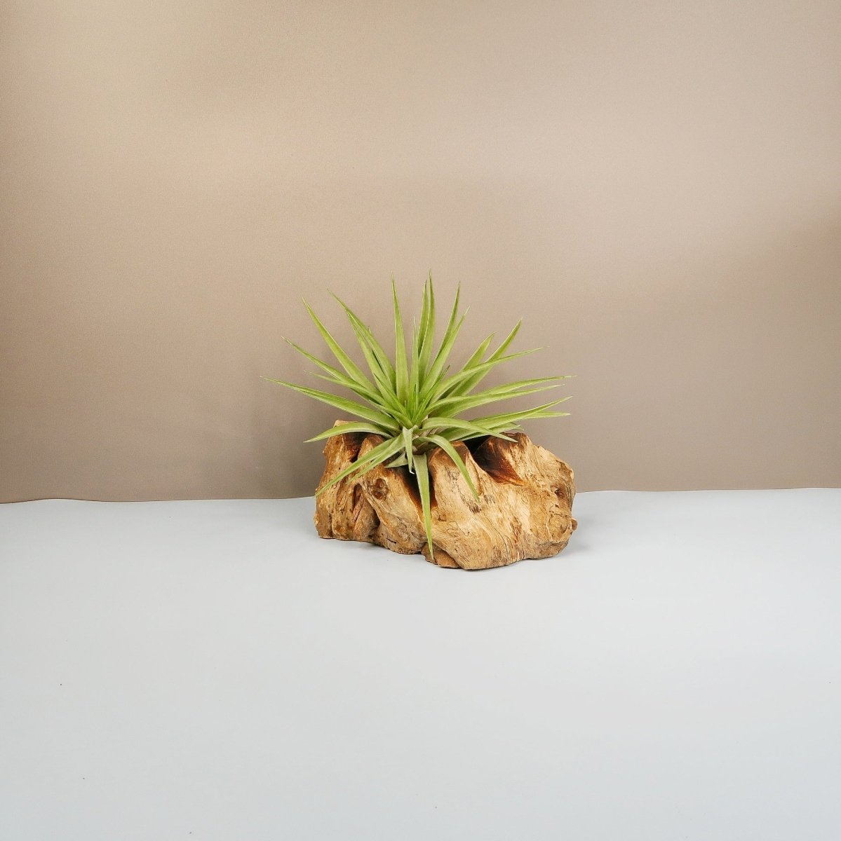 TILLANDSIA BRACHYCAULOS MULTIFLORAL online bestellen bei potflourri