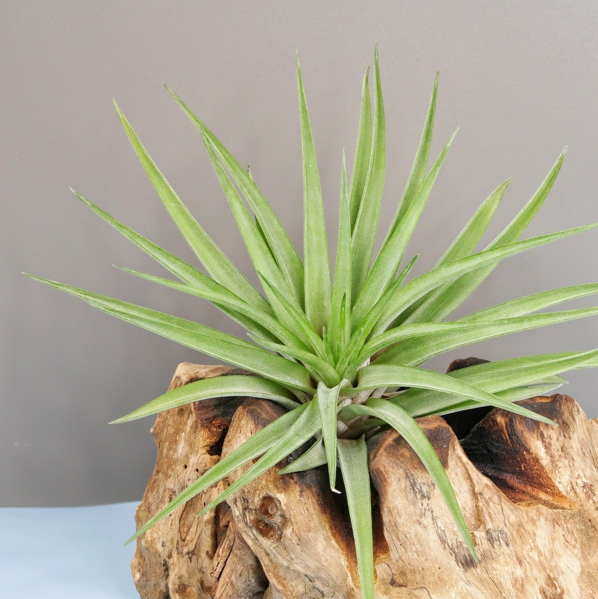 TILLANDSIA BRACHYCAULOS MULTIFLORAL online bestellen bei potflourri