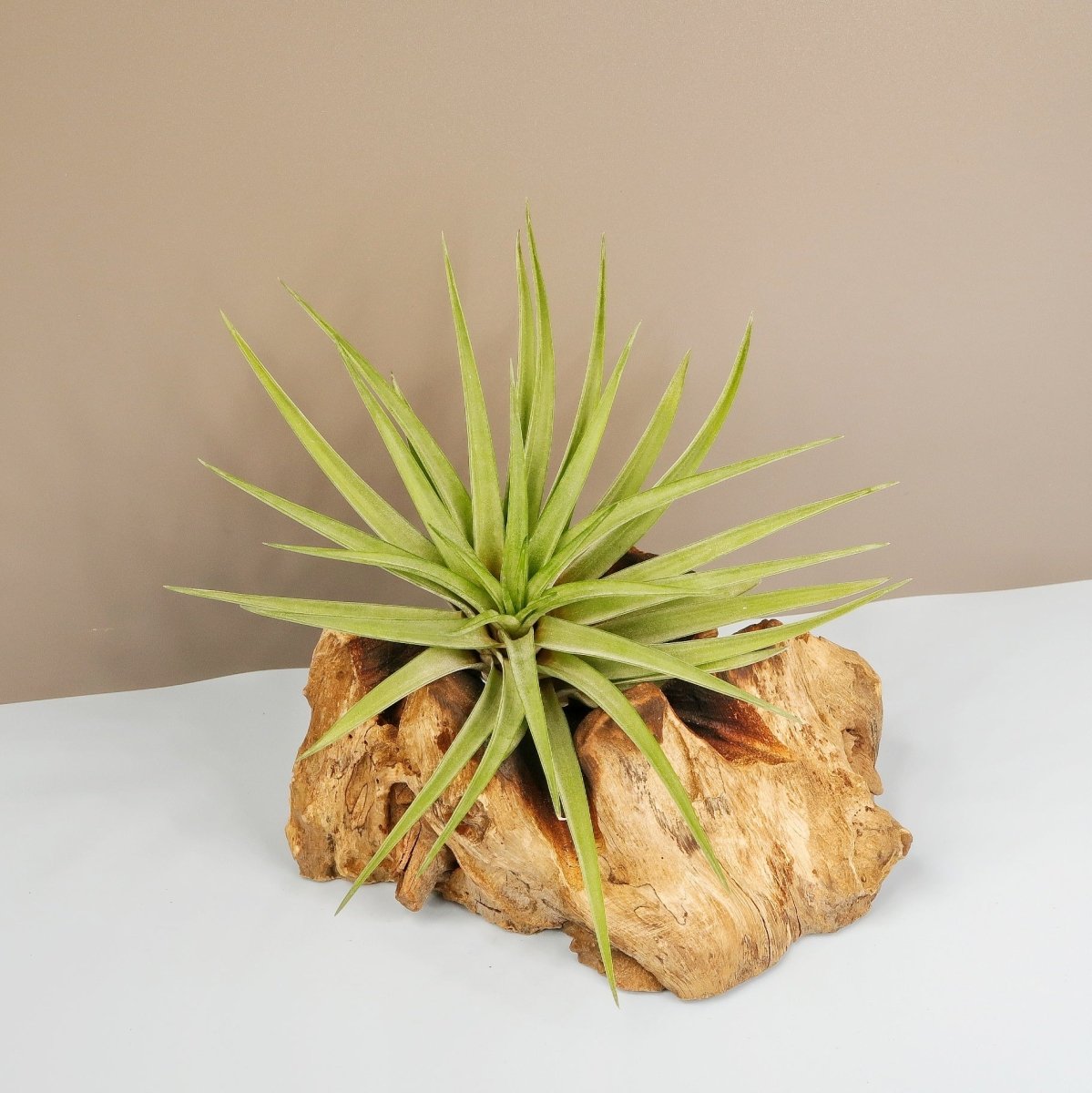 TILLANDSIA BRACHYCAULOS MULTIFLORAL online bestellen bei potflourri